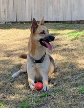 Brady, a black and tan german shepherd