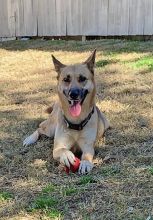 Brady, a black and tan german shepherd