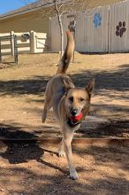 Brady, a black and tan german shepherd