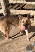 Brady, a black and tan german shepherd