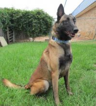 Eris, a tan and brown belgian malinois