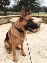 Black and tan shepherd