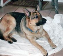 Deacon, a black and tan german shepherd