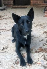 A mostly black shepherd mix, with a white line on his chest