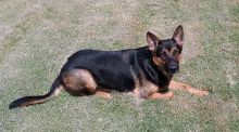 Jojo, a black and tan german shepherd mix laying in the grass