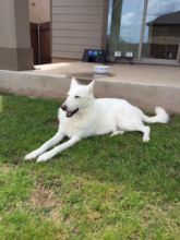 Kinzee, a white german shepherd