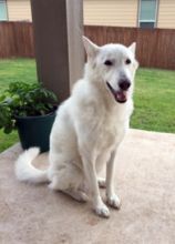 Kinzee, a white german shepherd