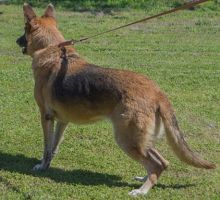 Lola, a black and tan german shepherd