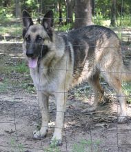 Zeke, a tan and black shepherd