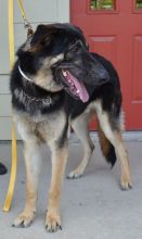 Jake, a black and tan german shepherd