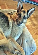 Molly a black and tan german shepherd, sitting down
