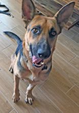 Molly a black and tan german shepherd, sitting