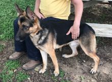 Tanner, a black and tan shepherd