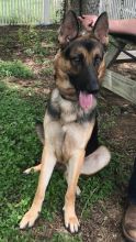 Tanner, a black and tan shepherd