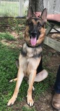 Tanner, a black and tan shepherd