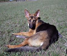 Aashish, a black and tan german shepherd