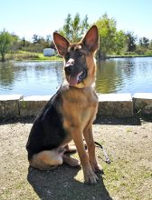 Aashish, a black and tan german shepherd