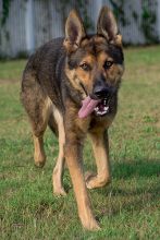 Ace, a black and tan shepherd