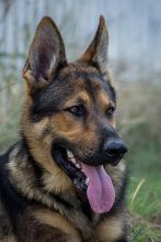 Ace, a black and tan shepherd