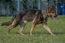 Ace, a black and tan shepherd