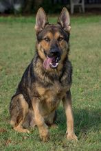 Ace, a black and tan shepherd sitting