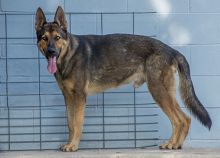 Ace, a black and tan shepherd