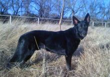 Hans, a black german shepherd