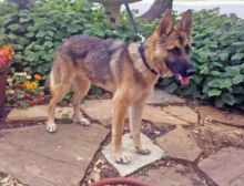 Aksel, A black and tan german shepherd