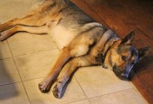 Alex,  a black and tan german shepherd