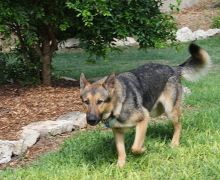 Alex,  a black and tan german shepherd