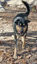 Andrei, a black and tan german shepherd