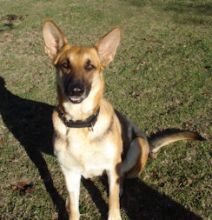 Annie, a tan and black german shepherd