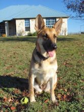 Annie, a tan and black german shepherd