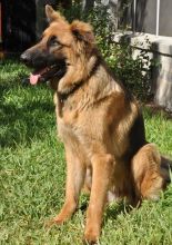 Apollo, a black and tan german shepherd