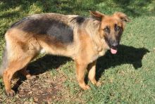 Apollo, a black and tan german shepherd