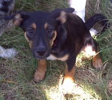 Athena, a black and tan german shepherd