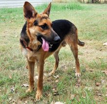 Axl, a black and tan german shepherd