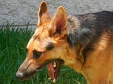 Axl, a black and tan german shepherd