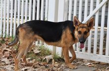 Axl, a black and tan german shepherd