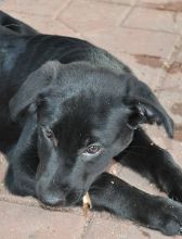 Bailey, a black german shepherd puppy