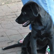 Bailey, a black german shepherd puppy