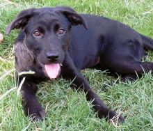 Bailey, a black german shepherd puppy