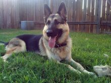 Bali, a black and tan german shepherd