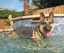 Bali, a black and tan german shepherd