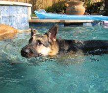 Bali, a black and tan german shepherd swimming