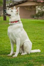 Bally, a white german shepherd sitting