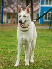 Bally, a white german shepherd