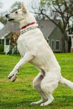 Bally, a white german shepherd jumping