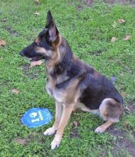 Bambi, a black and tan german shepherd