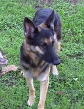 Bambi, a black and tan german shepherd